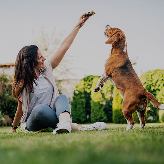 Puppy training
