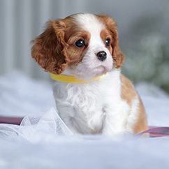 A Cavalier King Charles Spaniel puppy