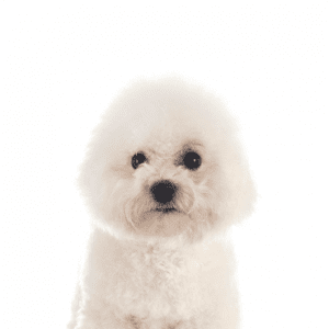 Bichon Frise