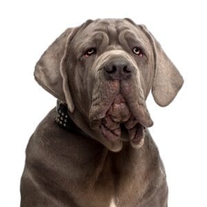 Neapolitan Mastiff