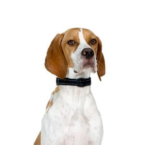 Pointer