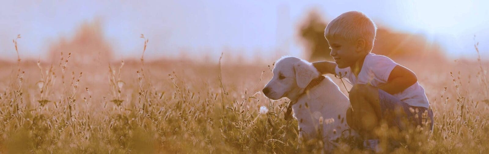 Petland Overland Park, Kansas Available Puppies for Sale