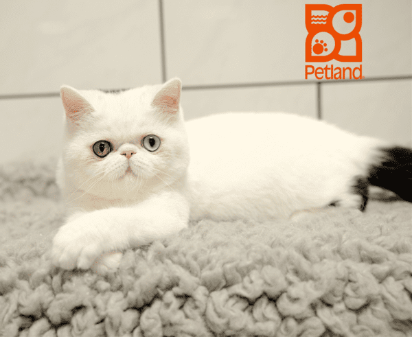Exotic Shorthair-Cat-Male---Petland Overland Park, Kansas