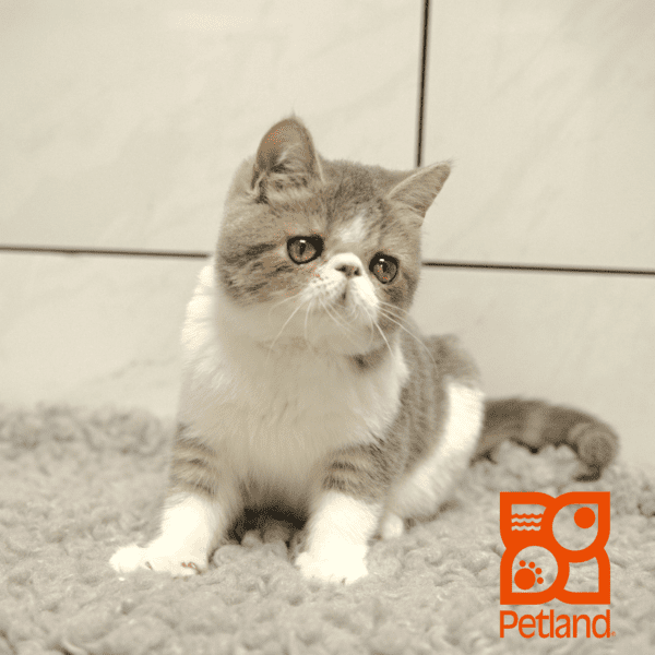 Exotic Shorthair-Cat-Female---Petland Overland Park, Kansas