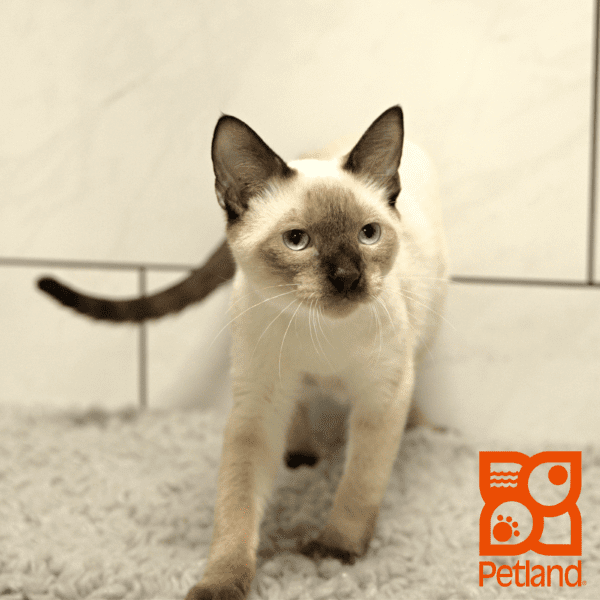 Siamese-Cat-Male---Petland Overland Park, Kansas