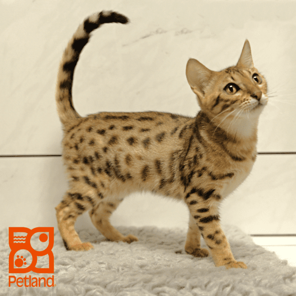 Bengal-Cat-Female---Petland Overland Park, Kansas
