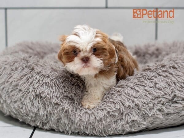 Shih Tzu-Dog-Female---Petland Overland Park, Kansas