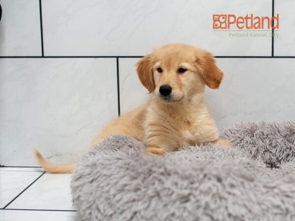 Golden Retriever-Dog-Female---Petland Overland Park, Kansas