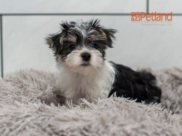 Morkie-Dog-Female---Petland Overland Park, Kansas
