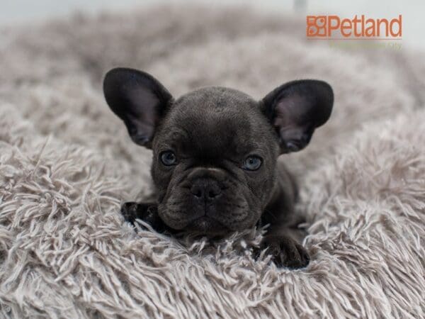 French Bulldog-Dog-Male---Petland Overland Park, Kansas
