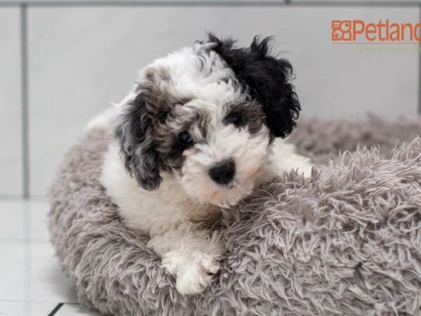 Poochon-Dog-Male---Petland Overland Park, Kansas