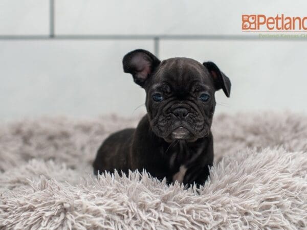 French Bulldog-Dog-Female---Petland Overland Park, Kansas