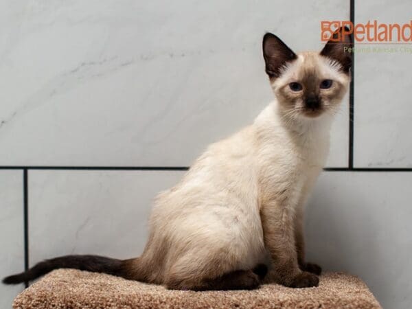 Siamese-Cat-Female---Petland Overland Park, Kansas