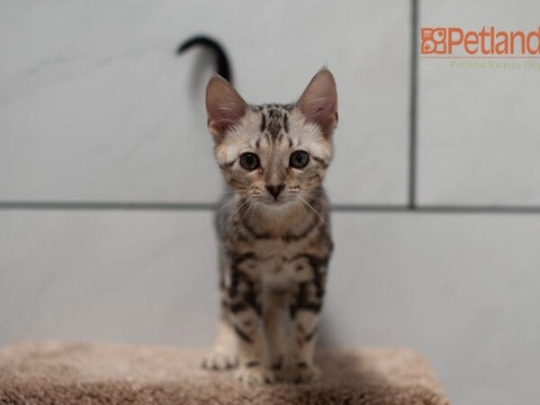 Bengal-Cat-Male---Petland Overland Park, Kansas