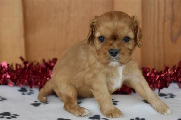 Cavalier King Charles Spaniel-Dog-Female---Petland Overland Park, Kansas