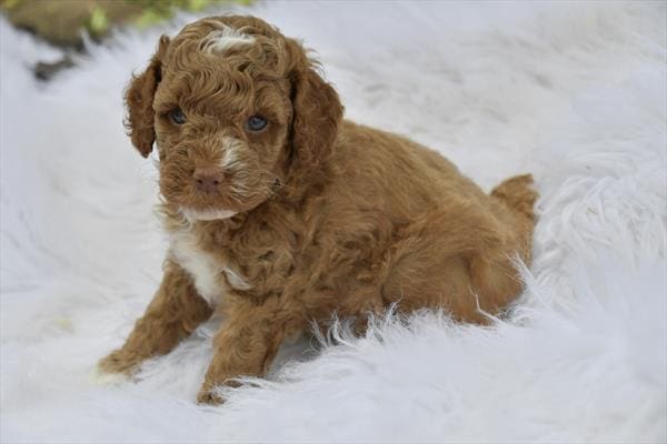 Poodle-Dog-Male---Petland Overland Park, Kansas