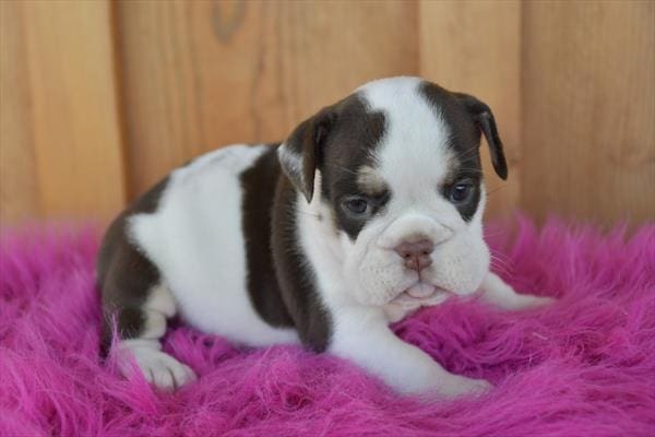 Bulldog-Dog-Female---Petland Overland Park, Kansas