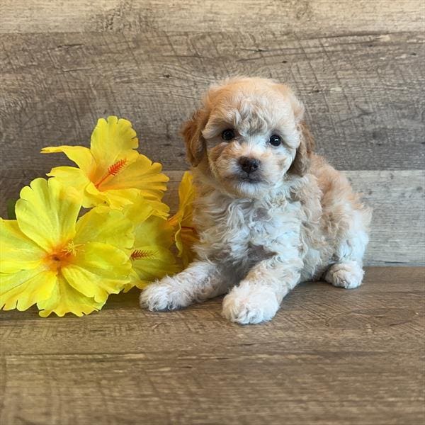 Poodle-Dog-Female---Petland Overland Park, Kansas