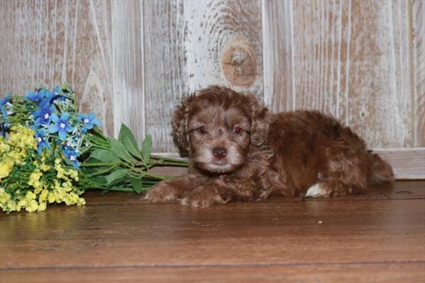 Schnoodle-Dog-Male---Petland Overland Park, Kansas