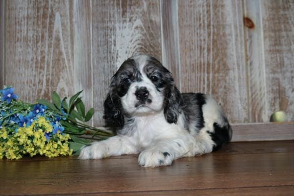 Cocker Spaniel-Dog-Male---Petland Overland Park, Kansas