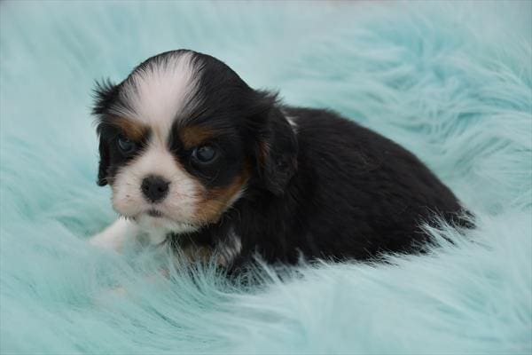 Cavalier King Charles Spaniel-Dog-Male---Petland Overland Park, Kansas