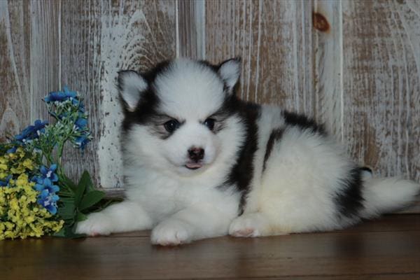 Pomsky Dog Male Petland Overland Park, Kansas