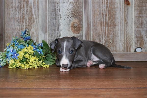 Italian Greyhound-Dog-Male---Petland Overland Park, Kansas