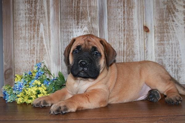 Bullmastiff-Dog-Male---Petland Overland Park, Kansas