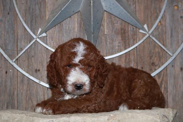 Goldendoodle Mini 2nd Gen-Dog-Male---Petland Overland Park, Kansas