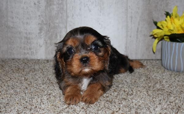 Cavalier King Charles Spaniel-Dog-Female---Petland Overland Park, Kansas