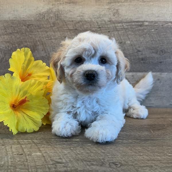 Bichapoo-Dog-Female---Petland Overland Park, Kansas