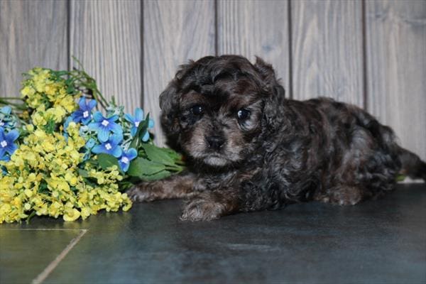 Cavapoo-Dog-Male---Petland Overland Park, Kansas