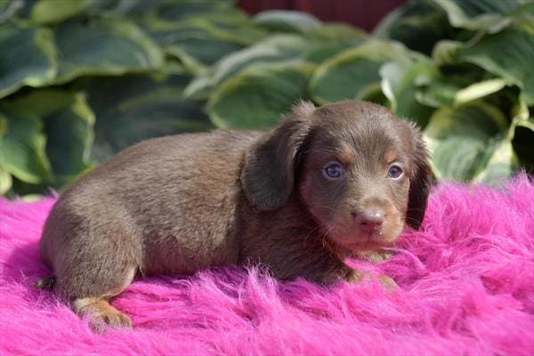 Dachshund-Dog-Male---Petland Overland Park, Kansas