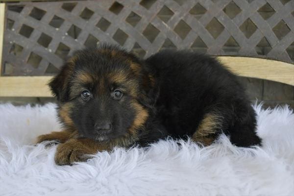 German Shepherd Dog-Dog-Female---Petland Overland Park, Kansas