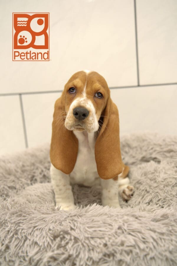 Basset Hound-Dog-Male---Petland Overland Park, Kansas