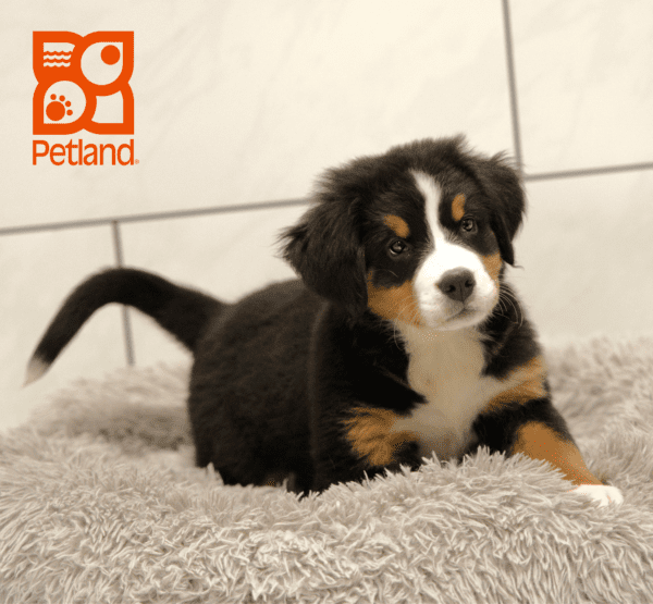 Bernese Mountain Dog-Dog-Female---Petland Overland Park, Kansas