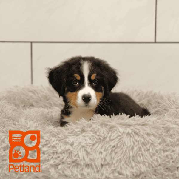 Bernese Mountain Dog-Dog-Male---Petland Overland Park, Kansas