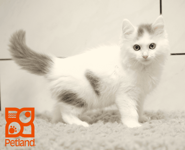 Ragamuffin-Cat-Female---Petland Overland Park, Kansas