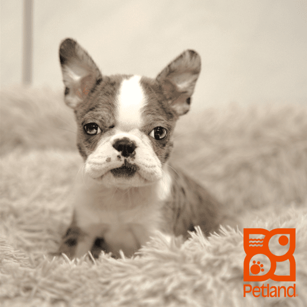 Boston Terrier-Dog-Female---Petland Overland Park, Kansas