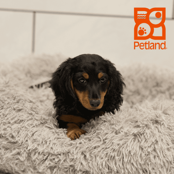 Dachshund-Dog-Male---Petland Overland Park, Kansas