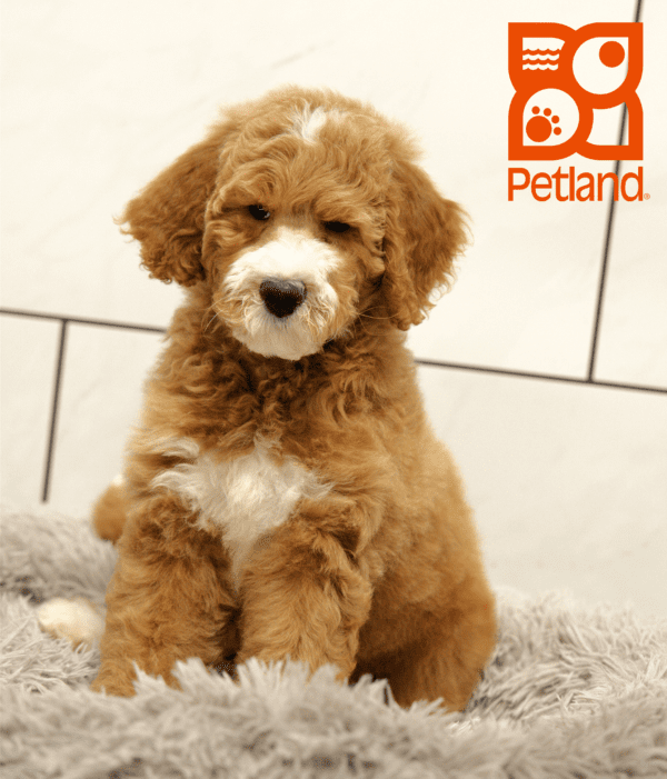 Goldendoodle 2nd Gen-Dog-Female---Petland Overland Park, Kansas