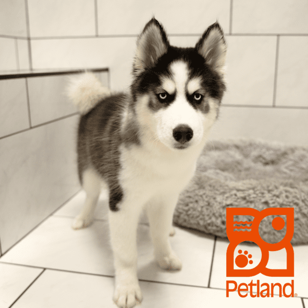 Siberian Husky-Dog-Male---Petland Overland Park, Kansas