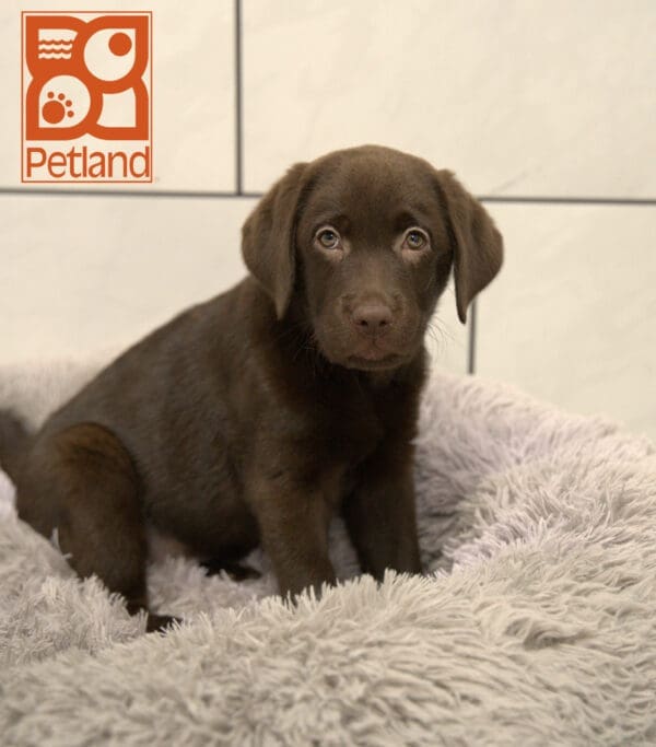 Labrador Retriever-Dog-Female---Petland Overland Park, Kansas