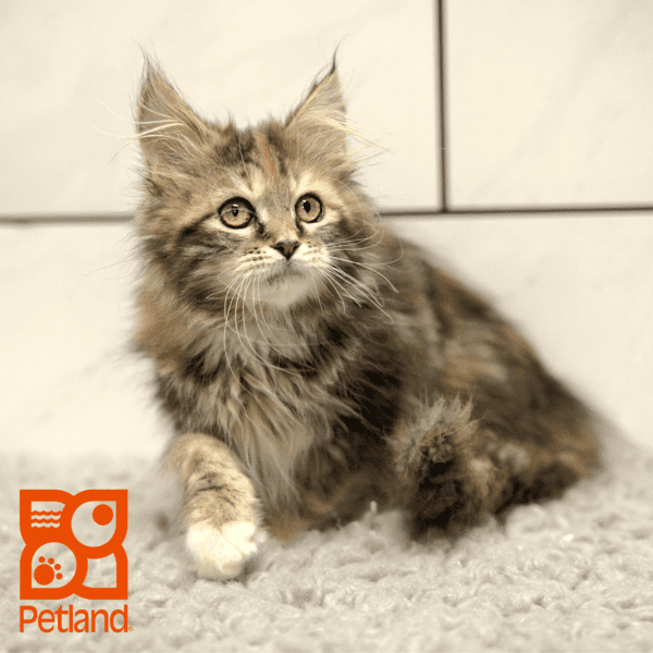 Maine Coon-Cat-Female---Petland Overland Park, Kansas