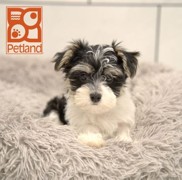 Morkie-Dog-Male---Petland Overland Park, Kansas