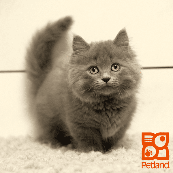 Munchkin-Cat-Male---Petland Overland Park, Kansas