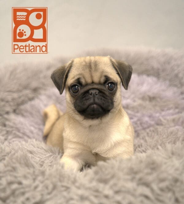 Pug-Dog-Female---Petland Overland Park, Kansas