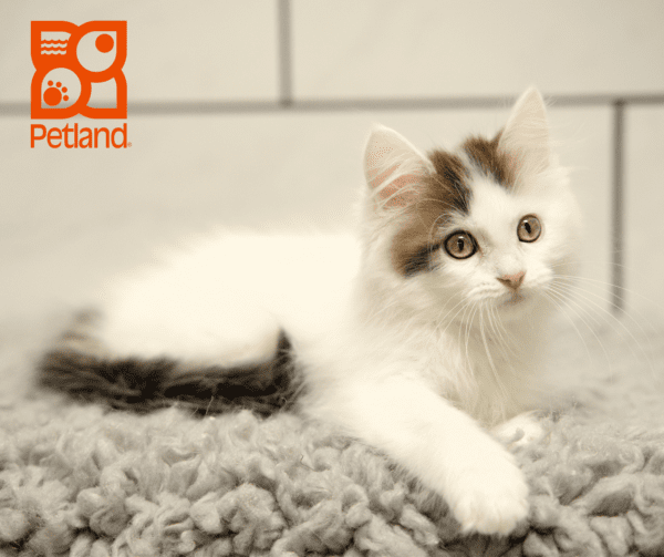 Ragamuffin-Cat-Female---Petland Overland Park, Kansas