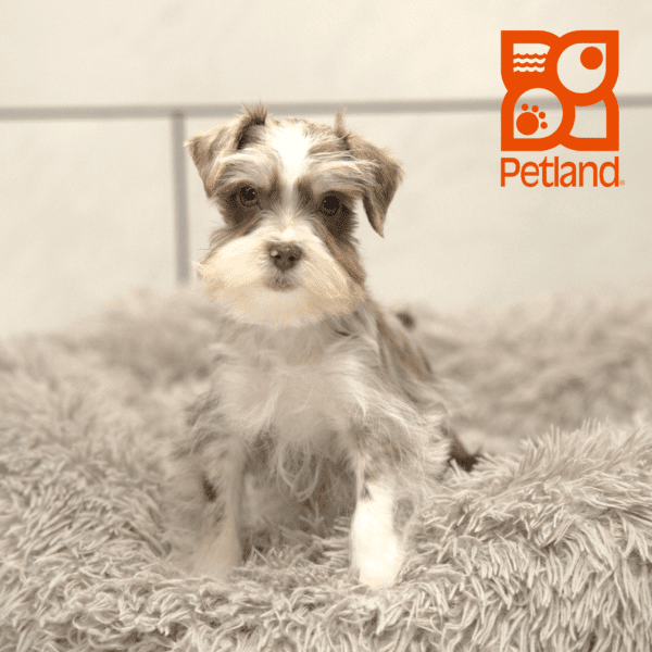 Miniature Schnauzer-Dog-Female---Petland Overland Park, Kansas