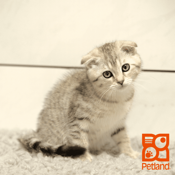 Scottish Fold-Cat-Female---Petland Overland Park, Kansas